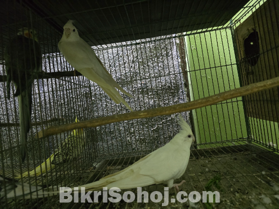 ককাটেল পাখি ফুল সেটআপ সহ বিক্রয়